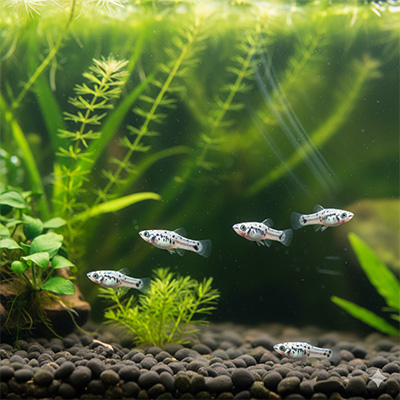 ダルメシアンモーリーの稚魚の画像